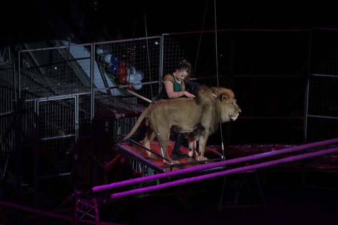 Летающий медведь и &laquo;Колесо смелости&raquo;: нижегородский цирк приглашает в &laquo;Звездный круиз&raquo; (ФОТО) - фото 77