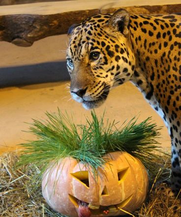 Всем по тыкве: обитатели нижегородского зоопарка отметили Хэллоуин - фото 6