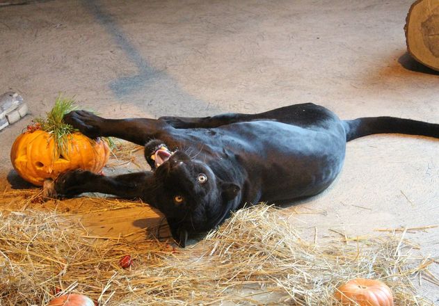 Всем по тыкве: обитатели нижегородского зоопарка отметили Хэллоуин - фото 41