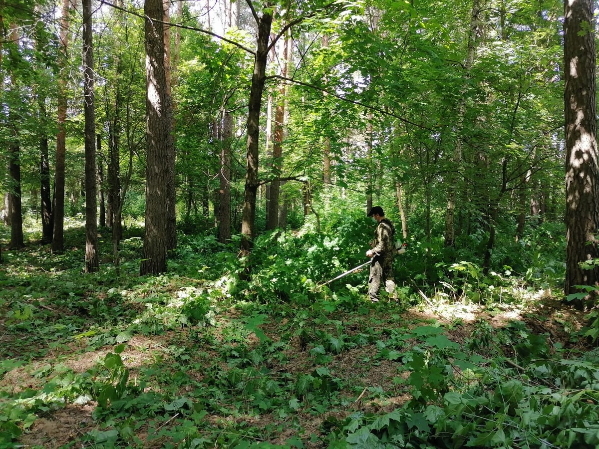 Второй этап благоустройства территории лесопосадки начался в Выксе - фото 1