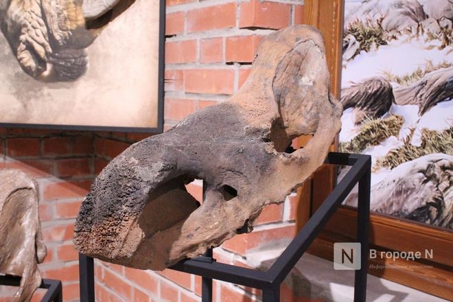 Ледниковый период по-нижегородски: палеонтологическая выставка открылась в Кремле - фото 42