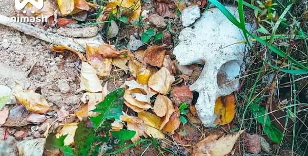 Человеческие кости обнаружили на берегу на Горьковского водохранилища - фото 1