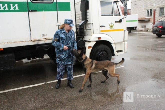 Четвероногие коллеги: как проходят будни нижегородских служебных собак - фото 50