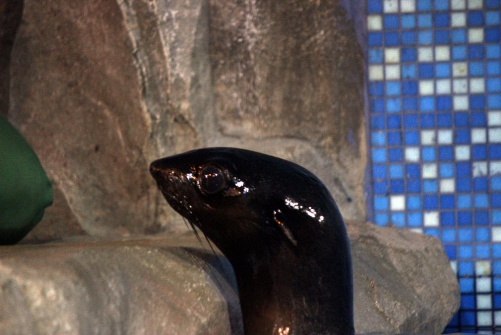 Северный морской котик Зонтик прибыл в нижегородский зоопарк