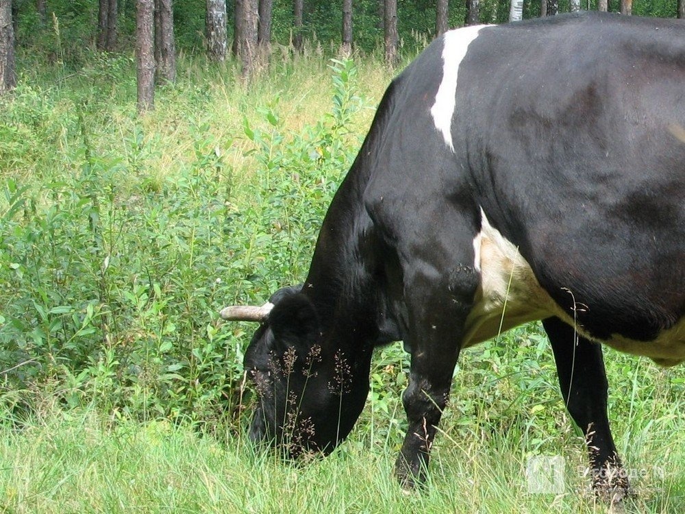 Поголовье крупного рогатого скота и свиней увеличилось в Нижегородской области - фото 1