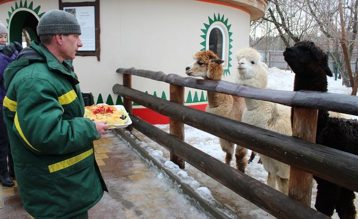 Звериная Масленица: обитателей нижегородского зоопарка угостили блинами - фото 11