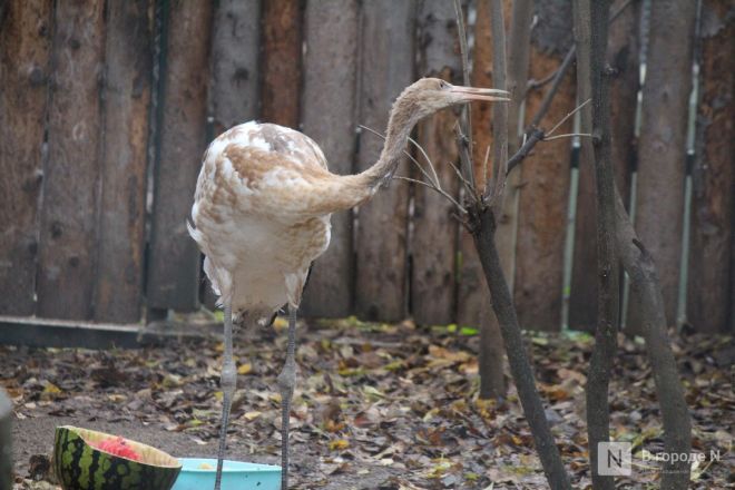 Детки в объективе: показываем милых малышей, которые родились в нижегородском зоопарке «Лимпопо» - фото 20