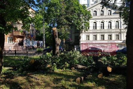 Вырубка деревьев в сквере на Звездинке возмутила нижегородцев