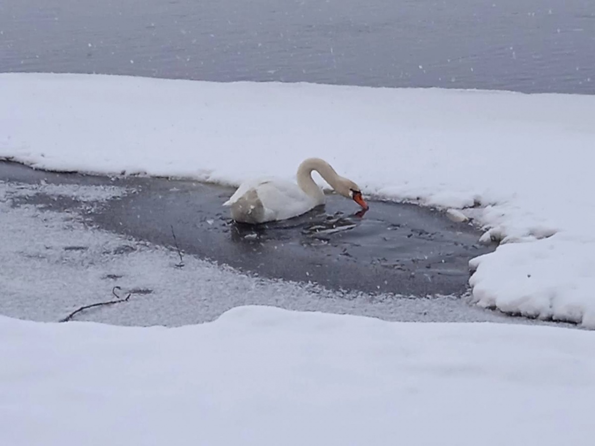 Лебедя обнаружили в акватории Волги в Нижнем Новгороде - фото 1
