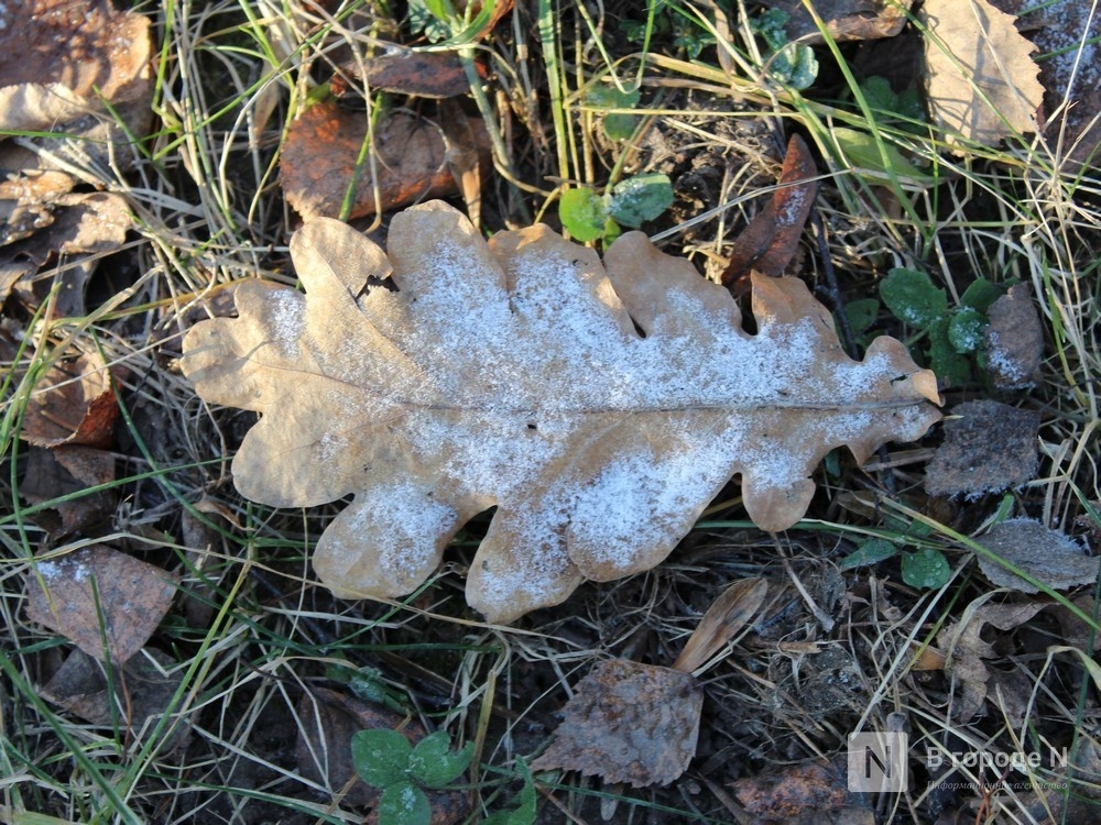 Первые заморозки пришли в Нижегородскую область - фото 1