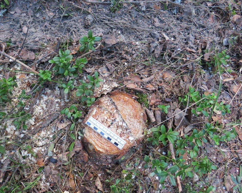 Житель села Нестиары незаконно срубил деревьев на 30 тысяч рублей - фото 1