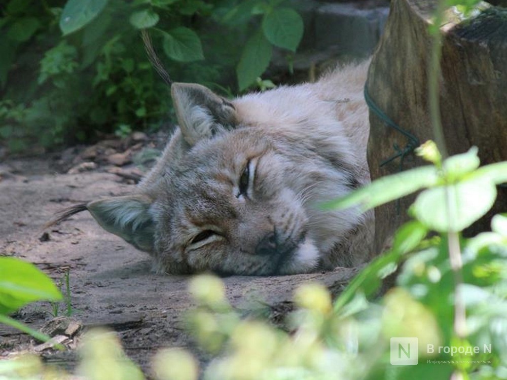 21 животное осталось в закрытом зоопарке «Мишутка»
