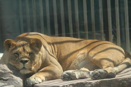 Сотрудников &laquo;Мишутки&raquo; сократили: в зоопарке осталось более 50 животных