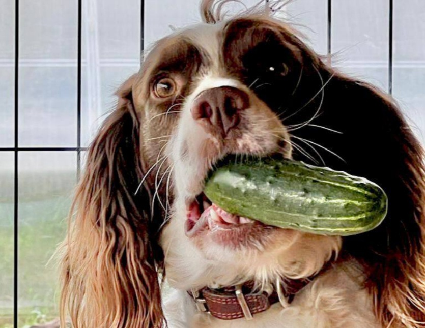 Председатель ЗСНО Евгений Люлин рассказал о смерти своей собаки - фото 1