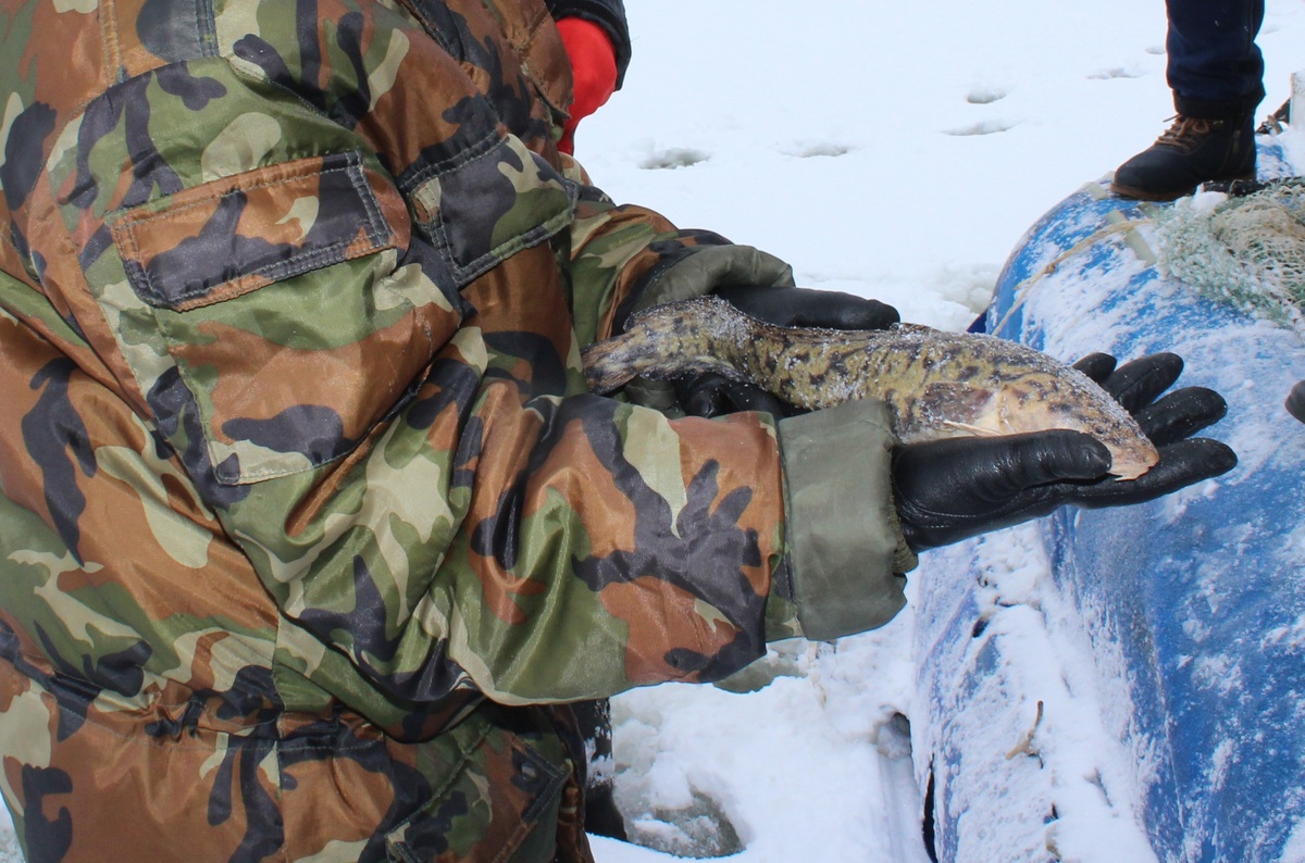 Ограничения на ловлю налима введены в Нижегородской области - фото 1