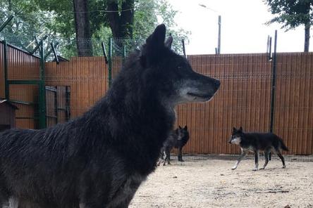 Шесть волков из нижегородского &laquo;Мишутки&raquo; переехали в балахнинский зоопарк