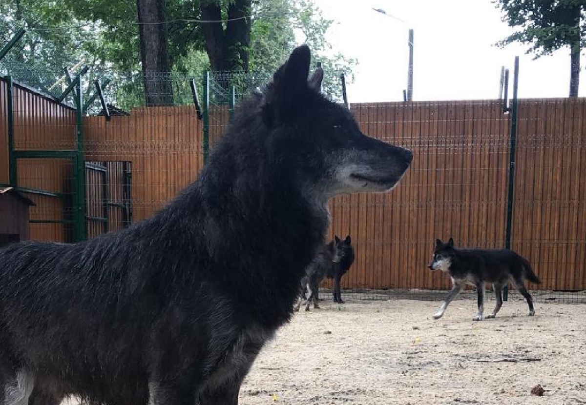 Шесть волков из нижегородского &laquo;Мишутки&raquo; переехали в балахнинский зоопарк - фото 1