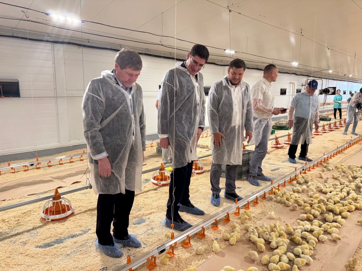 Три новых птичника начали работать в Павловском округе - фото 1