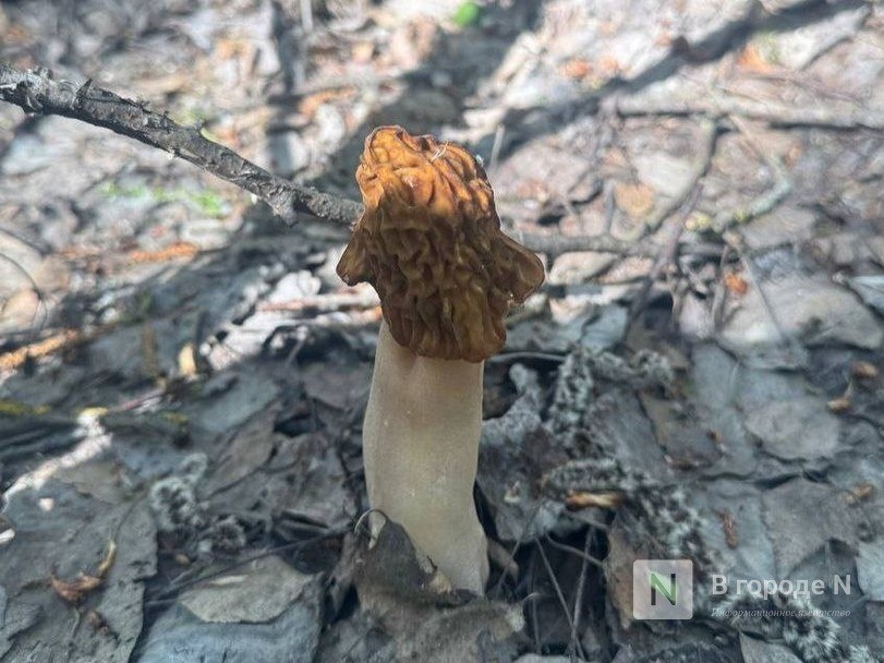 Нижегородцы ведрами собирают грибы в лесах региона - фото 1