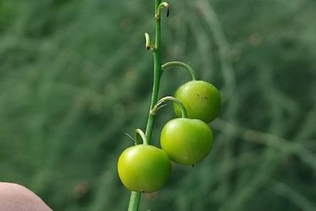 Нижегородцев предупредили о смертельной  опасности ягод ландыша