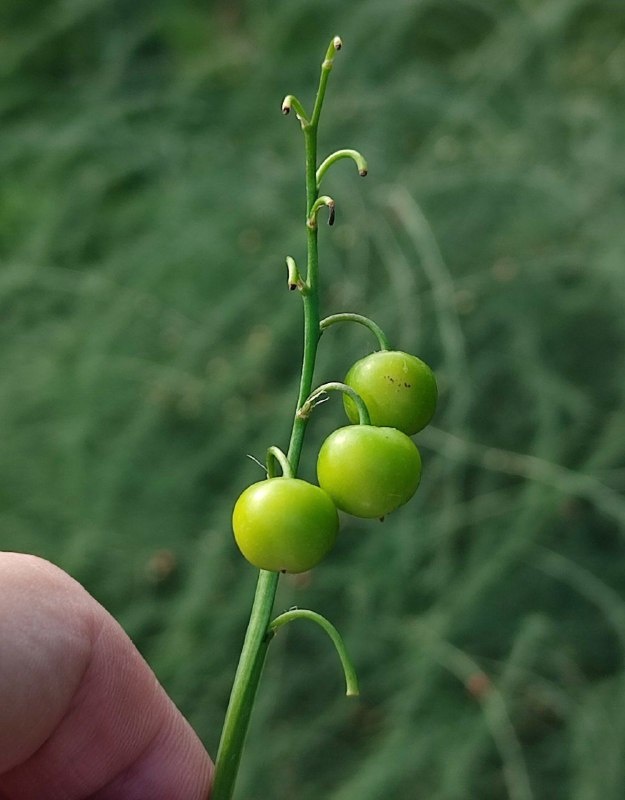 Нижегородцев предупредили о смертельной  опасности ягод ландыша - фото 1