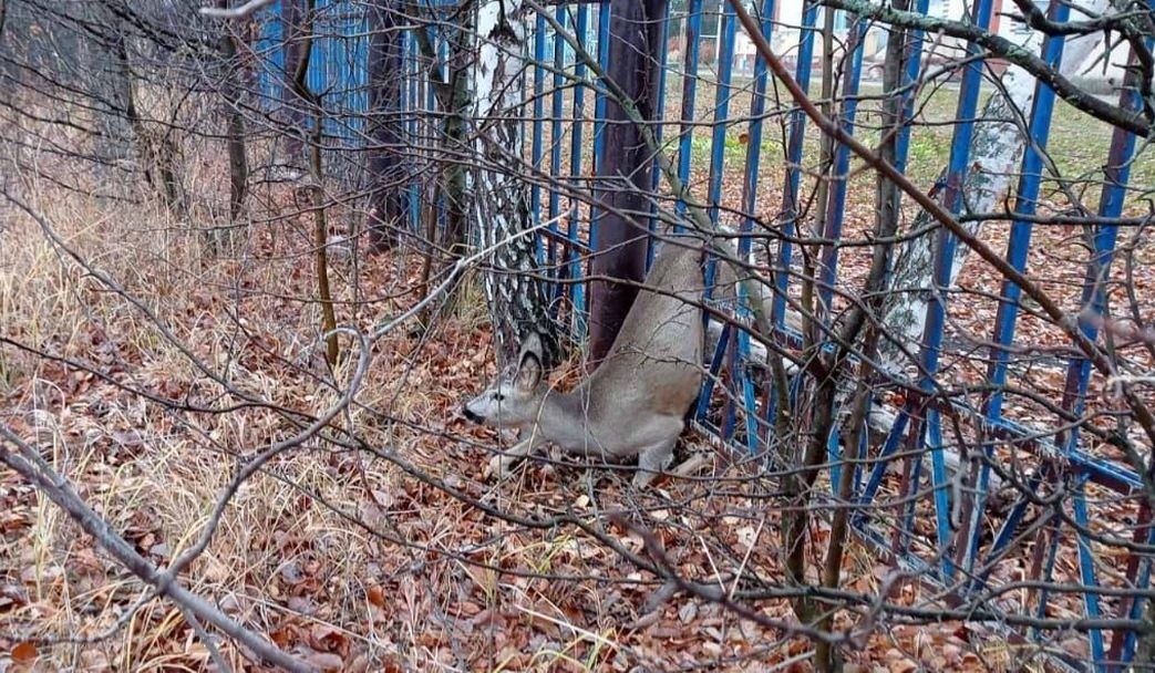 Застрявшую в заборе косулю спасли в Шатковском районе - фото 1