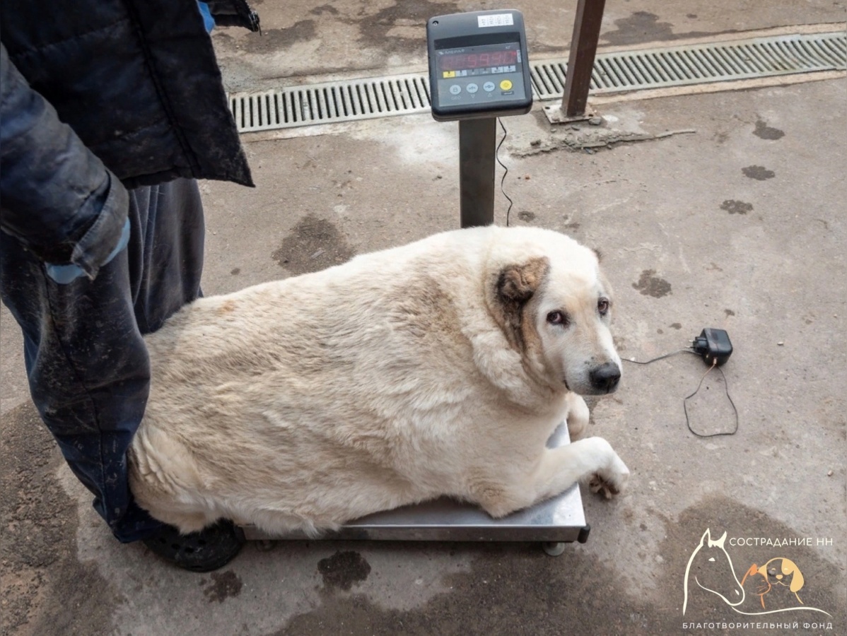 100-килограммовый пес Кругетс похудел до 70 кг в нижегородском ветгоспитале - фото 1