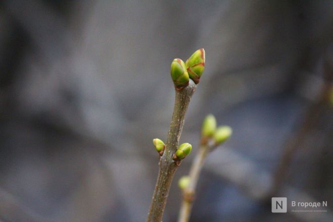 Самые снежные и морозные зимы в Нижнем Новгороде: какими они были - фото 19