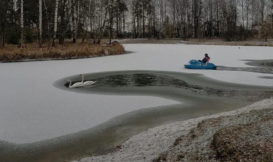 Лебедей в выксунском парке отправили зимовать в теплый ангар - фото 1