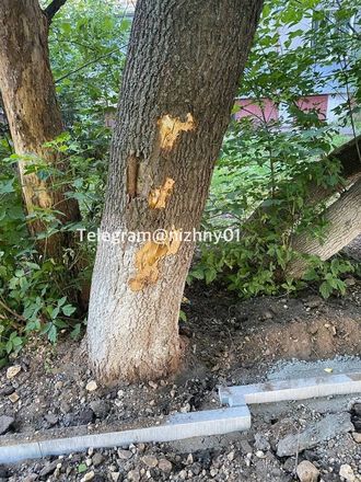 Подрядчик повредил деревья при прокладке тротуара на Казанском шоссе - фото 4