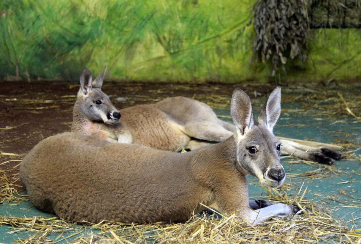 Самые большие в мире кенгуру поселились в нижегородском зоопарке - фото 1