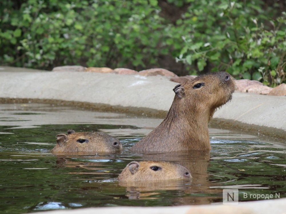 В нижегородском зоопарке «Лимпопо» отметили День капибары