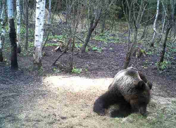 Охота на медведя запрещена с 1 декабря 2019 года - фото 1