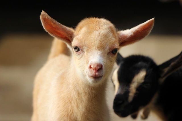 Трое милых козлят родились в зоопарке &laquo;Лимпопо&raquo; в Нижнем Новгороде - фото 2