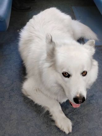 Собаку-путешественника обнаружили в электричке в Нижегородской области - фото 2