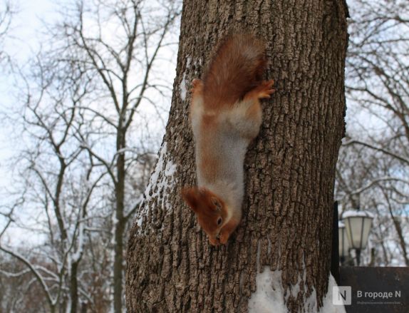 Бобры, костелы и закрытые музеи: плюсы и минусы отдыха в Белоруссии зимой - фото 71