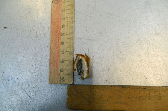 Партию фиников с наркотиками внутри накрыли в СИЗО Нижнего Новгорода - фото 3