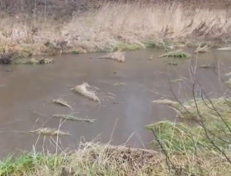 &laquo;Вонь страшная&raquo;: нижегородцы заявили о новой экологической катастрофе - фото 1