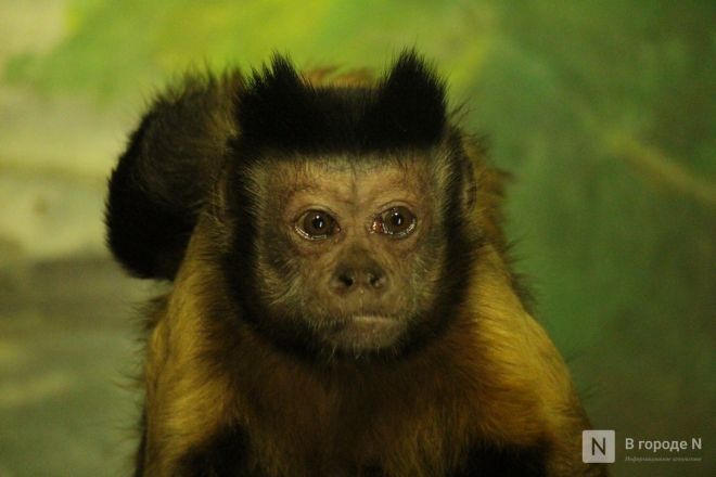 Детки в объективе: показываем милых малышей, которые родились в нижегородском зоопарке «Лимпопо» - фото 43