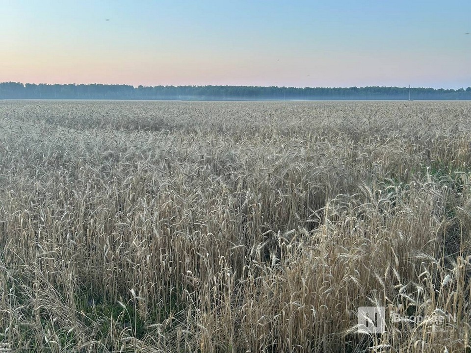 Пшеницу «из будущего» обнаружили в Нижегородской области - фото 1