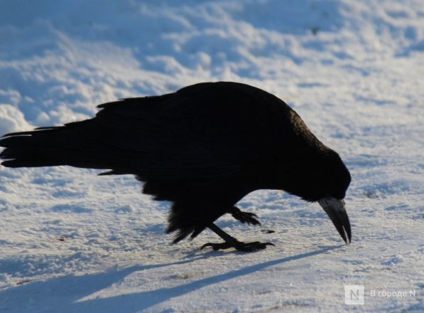 Бобры, костелы и закрытые музеи: плюсы и минусы отдыха в Белоруссии зимой - фото 70
