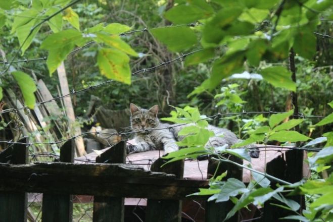 Опубликованы фото оврагов заброшенных участков СНТ в Нижнем Новгороде - фото 7