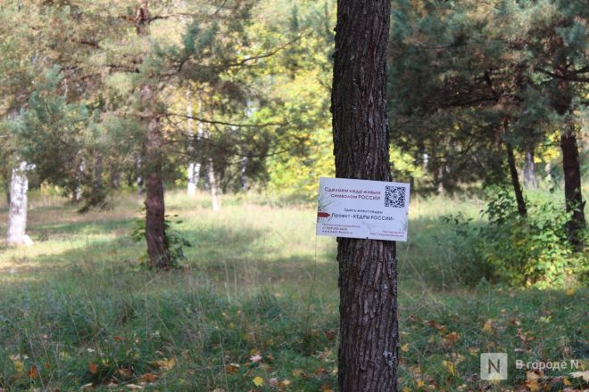 Фоторепортаж: как выглядит Сормовский парк, который ждет масштабная реконструкция - фото 43