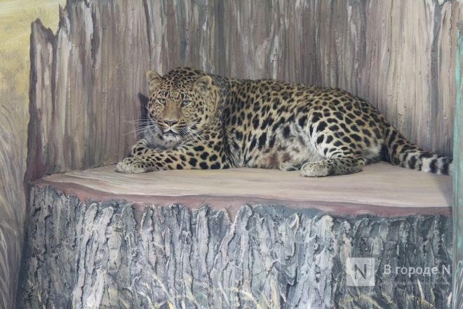 Новоселье больших кошек: уникальные вольеры появились в нижегородском зоопарке - фото 52