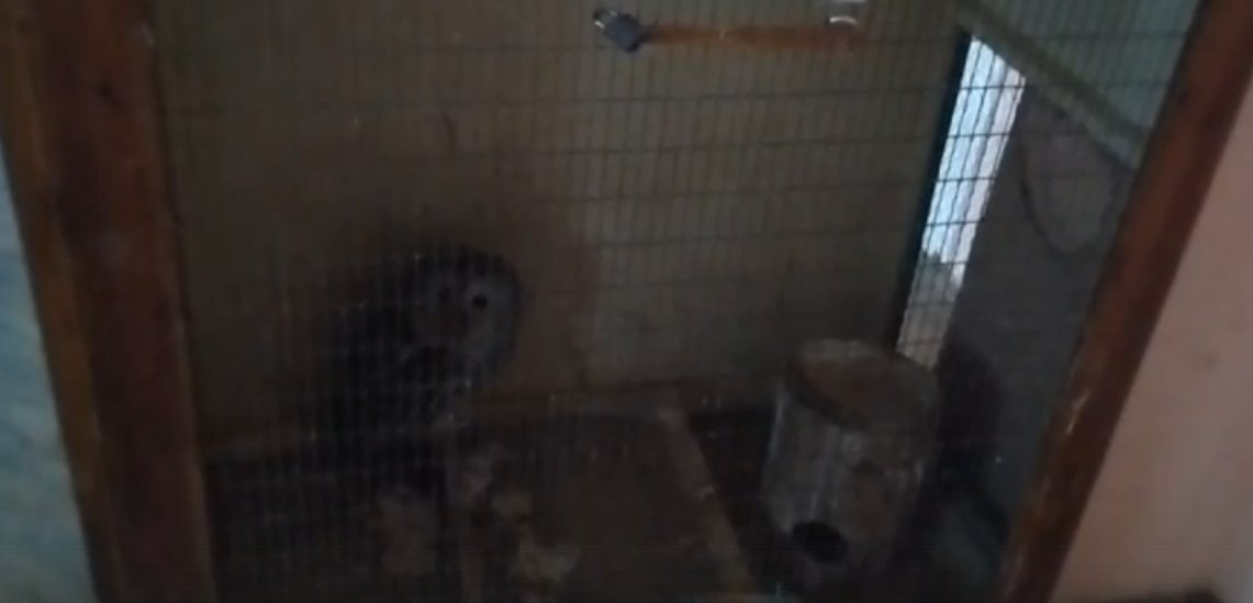 Соцсети: сову забыли в клетке при переезде &laquo;Нижегородского экотариума&raquo; - фото 1