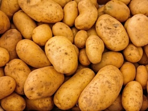 На 90 000 тонн увеличилось производство картофеля в Нижегородской области
