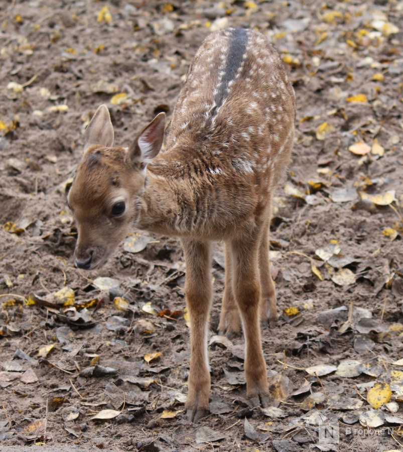 Детки в объективе: показываем милых малышей, которые родились в нижегородском зоопарке «Лимпопо» - фото 8