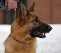 Служебные собаки помогли раскрыть около 2000 преступлений