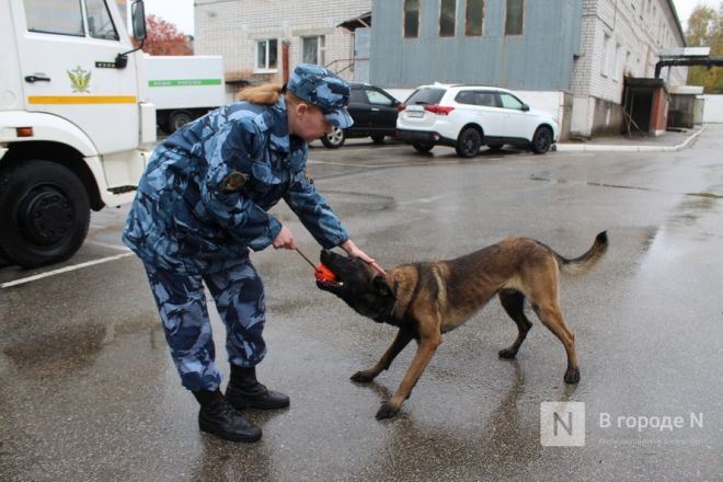 Четвероногие коллеги: как проходят будни нижегородских служебных собак - фото 66