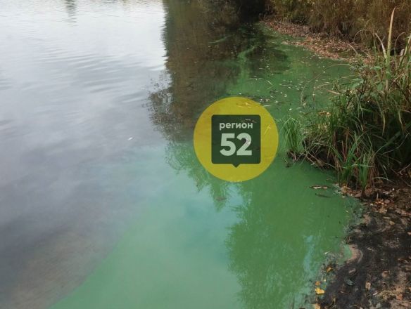 Кислотно-зеленое озер обнаружили под Дзержинском - фото 2